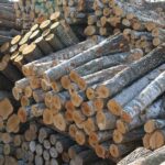 Чи варто купувати деревину на торгах?